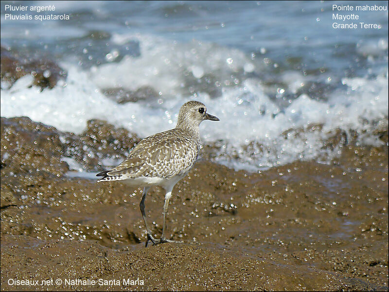 Pluvier argentéadulte internuptial, identification, habitat, marche, Comportement