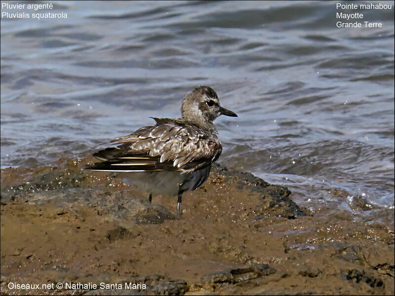 Pluvier argentéadulte internuptial, identification, habitat, soins, Comportement