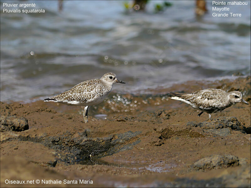 Pluvier argentéadulte internuptial, identification, habitat, Comportement