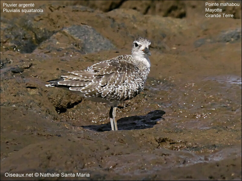 Pluvier argentéadulte internuptial, identification, habitat, Comportement