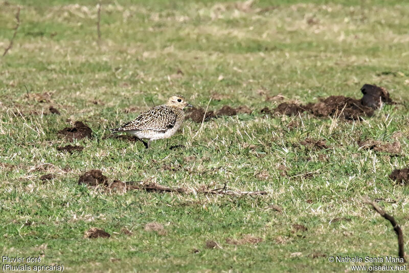 European Golden Ploverjuvenile, identification