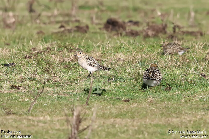 European Golden Plover, habitat