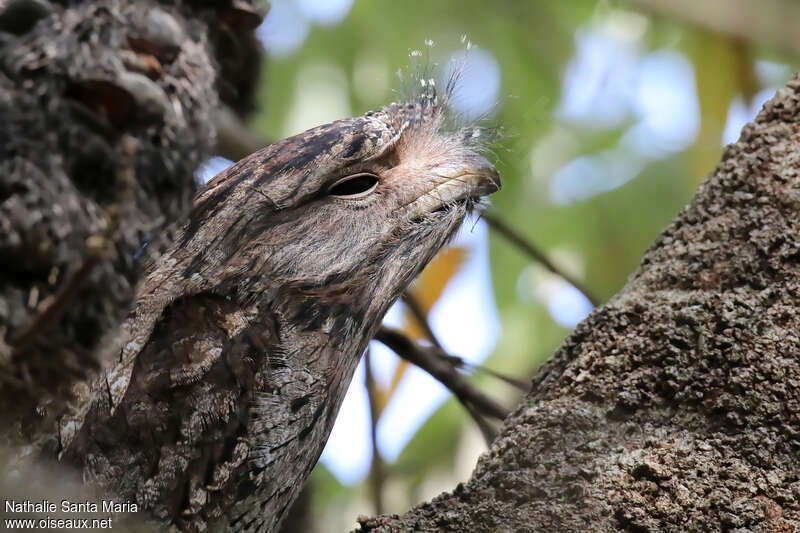 Tawny Frogmouthadult, aspect