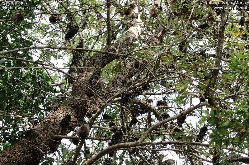 Tawny Frogmouthadult, habitat