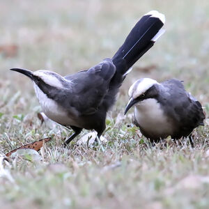 Pomatostome à calotte grise