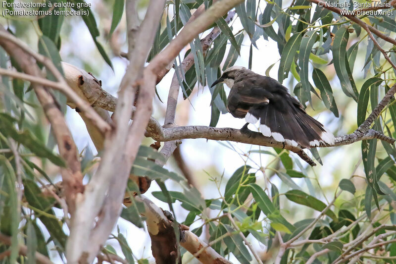 Grey-crowned Babbleradult, identification, aspect