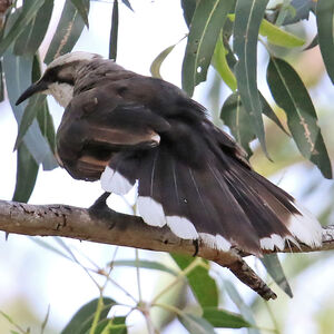 Pomatostome à calotte grise