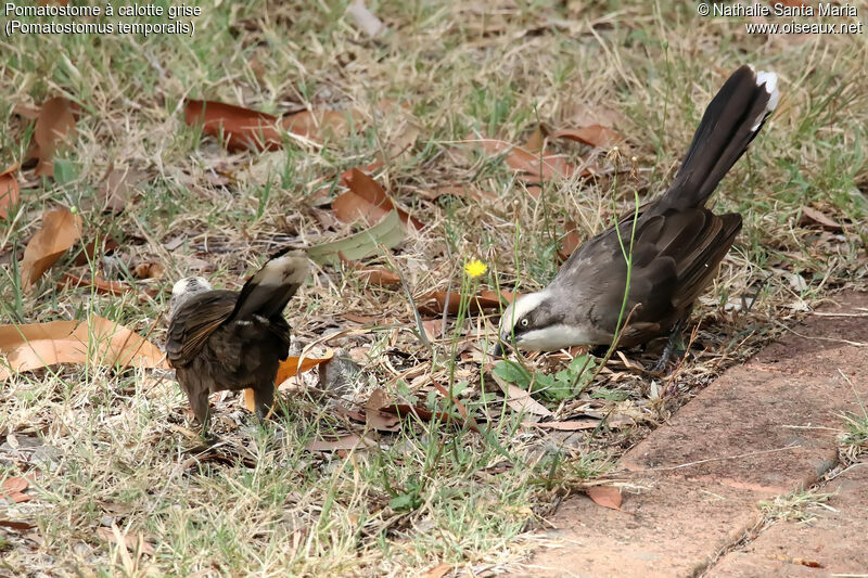 Grey-crowned Babbleradult, identification, fishing/hunting