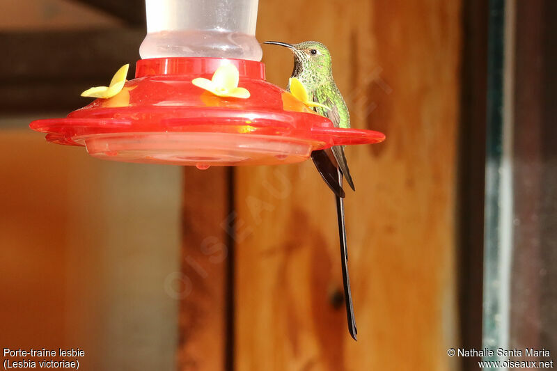 Black-tailed Trainbearer female adult, identification