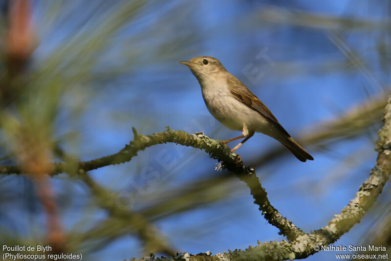 Pouillot de Blythadulte, identification