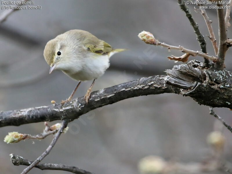 Pouillot de Bonelliadulte, identification, habitat, Comportement