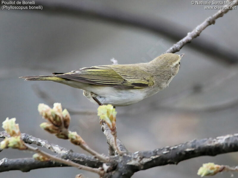 Pouillot de Bonelliadulte, identification, Comportement