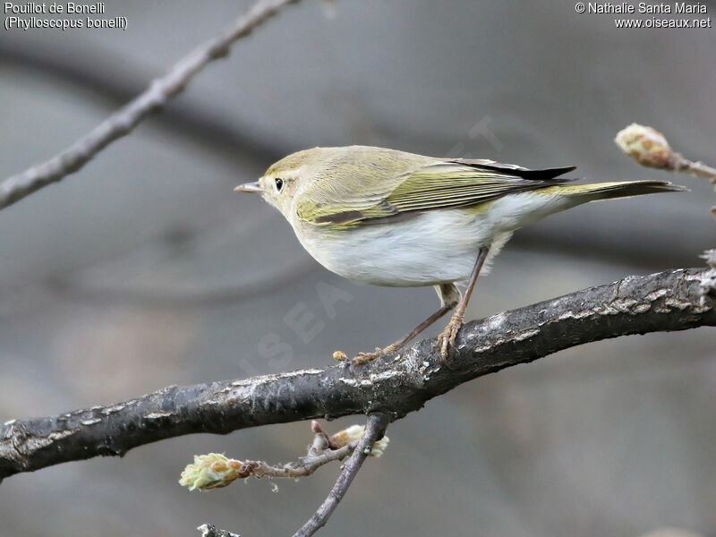 Pouillot de Bonelliadulte, identification, habitat, Comportement