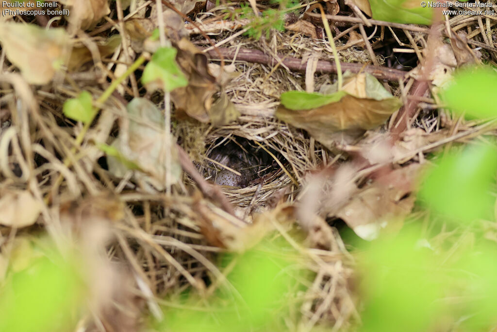 Pouillot de Bonelli, habitat, Nidification