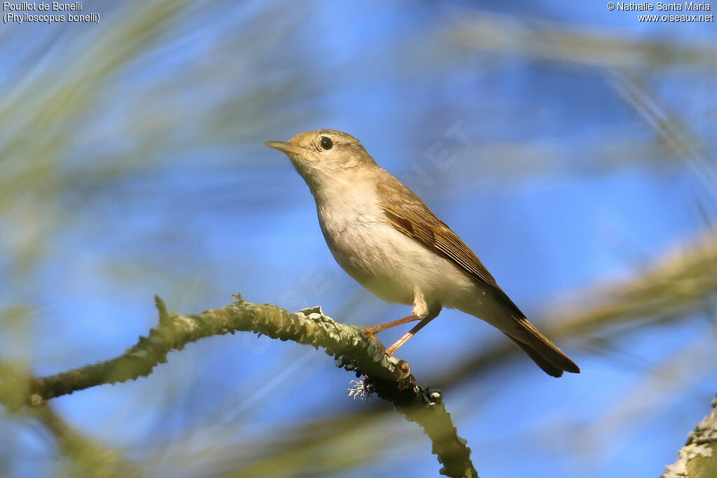 Pouillot de Bonelliadulte, identification