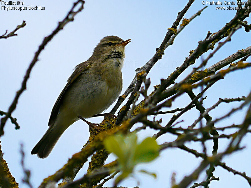 Pouillot fitisadulte, identification, habitat, chant