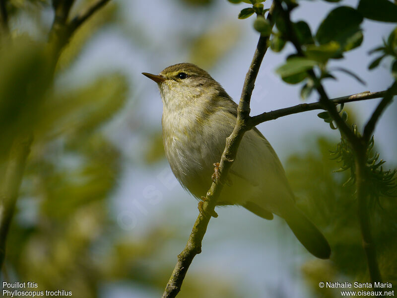 Pouillot fitisadulte, habitat, Comportement