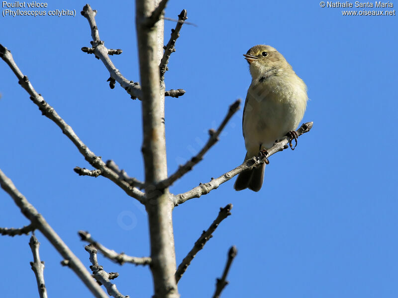 Common Chiffchaff male adult, identification, habitat, song