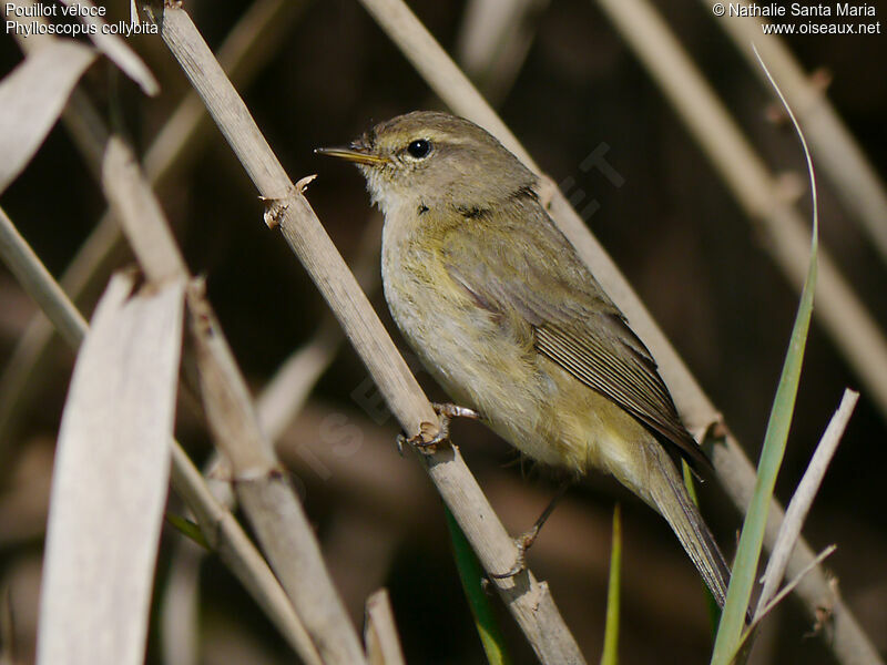 Pouillot véloceadulte, identification, Comportement