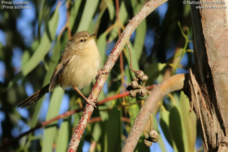 Prinia modesteimmature, identification, habitat