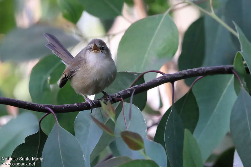 Prinia modestejuvénile, chant