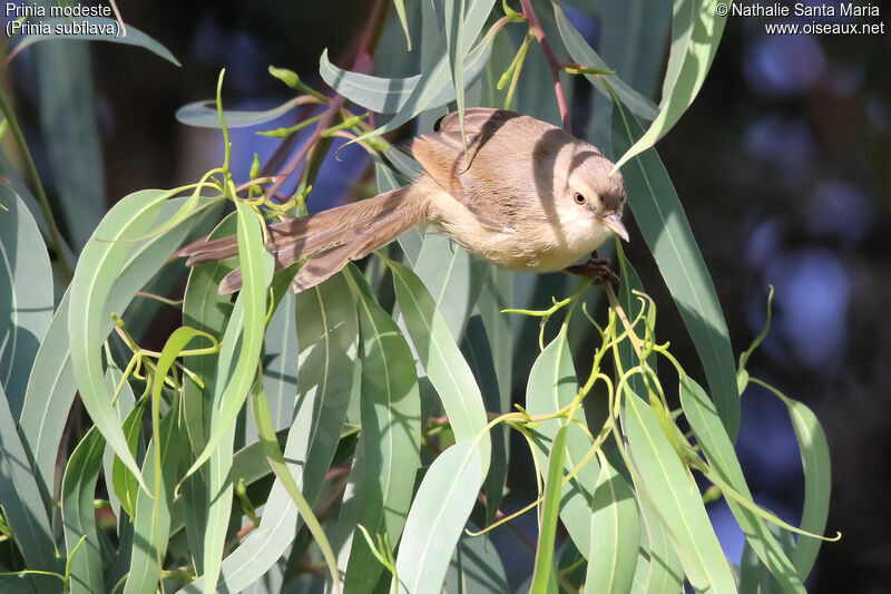 Prinia modesteimmature, identification, habitat