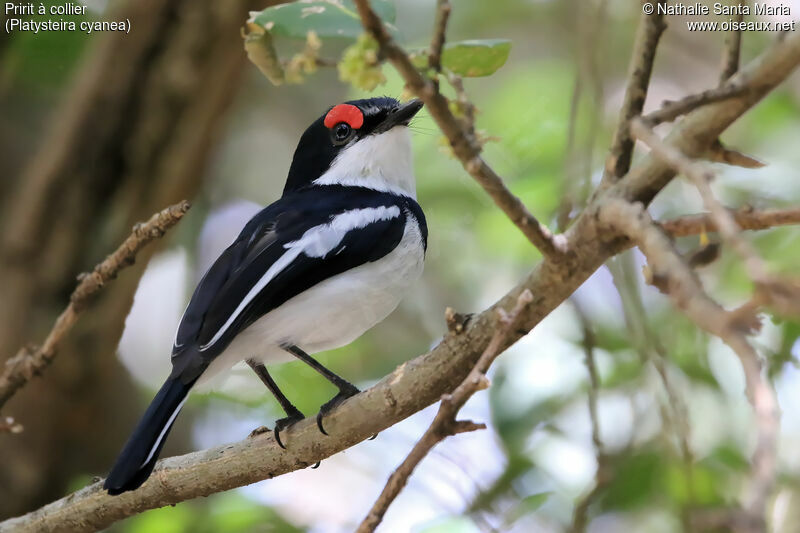 Pririt à collier mâle adulte, identification, habitat