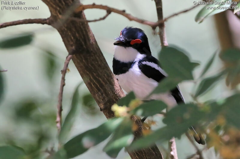 Pririt à collier mâle adulte, identification, habitat, chant