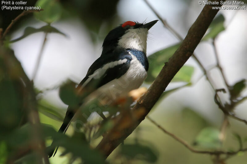 Pririt à collier mâle adulte, identification, habitat