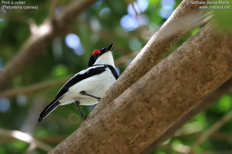 Pririt à collier mâle adulte, identification, habitat