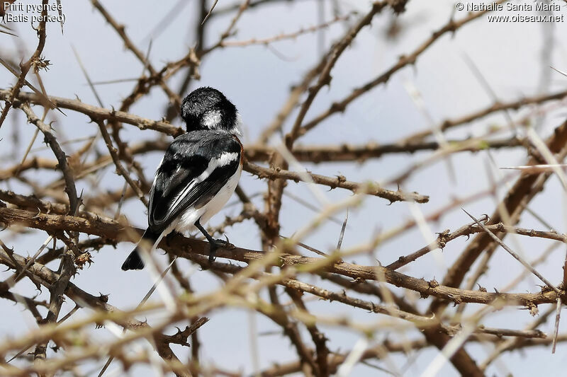 Pygmy Batis female adult, identification, habitat