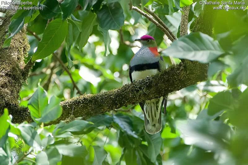 Superb Fruit Doveadult, identification