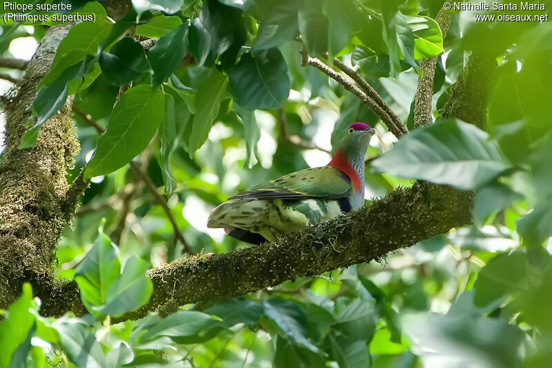 Superb Fruit Doveadult, habitat