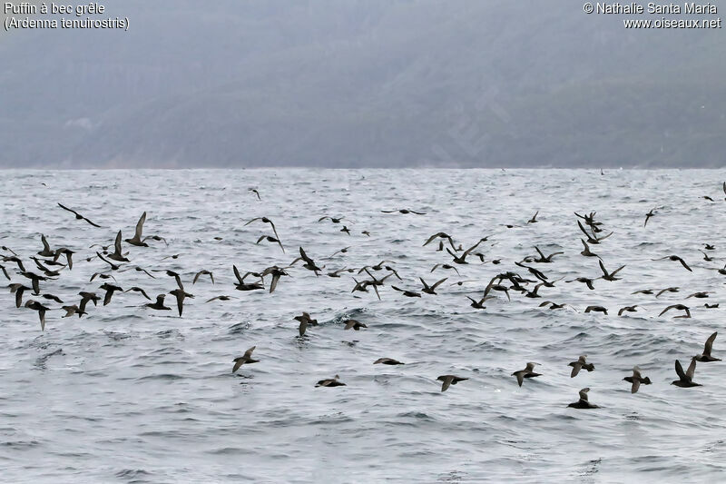 Short-tailed Shearwater, habitat, Flight