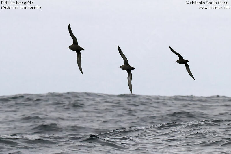 Short-tailed Shearwateradult, Flight