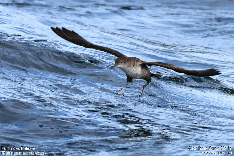 Puffin des Baléaresadulte, identification, habitat, Vol, Comportement