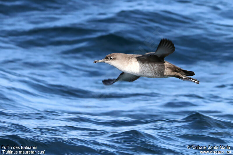 Balearic Shearwateradult, identification, habitat, Flight, Behaviour