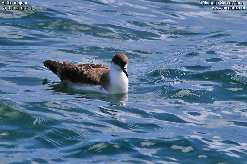 Puffin majeuradulte, identification, habitat, nage