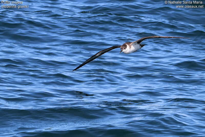 Puffin majeuradulte, Vol