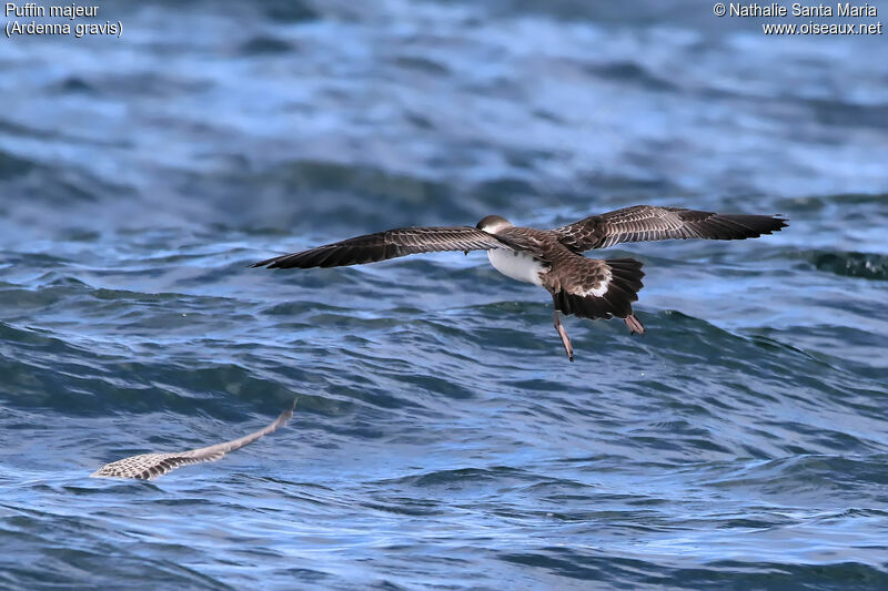 Great Shearwateradult, identification, habitat, Flight