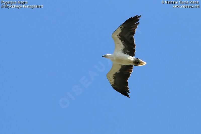 White-bellied Sea Eagleadult, Flight