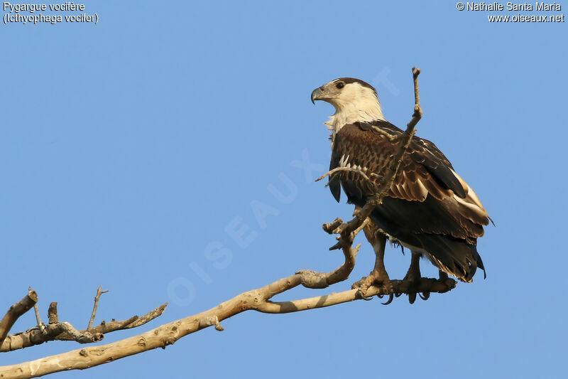 African Fish Eagleimmature, identification