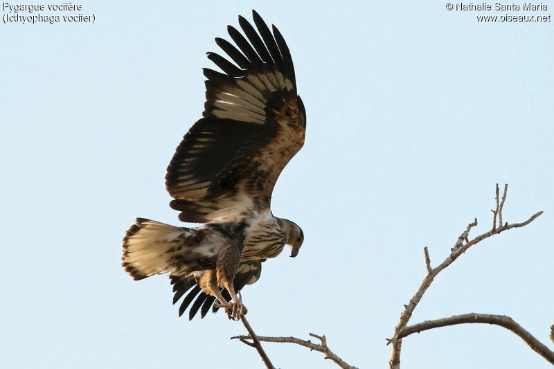 African Fish Eaglejuvenile, identification