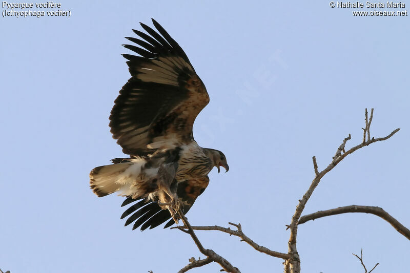 African Fish Eaglejuvenile, identification, habitat, Flight