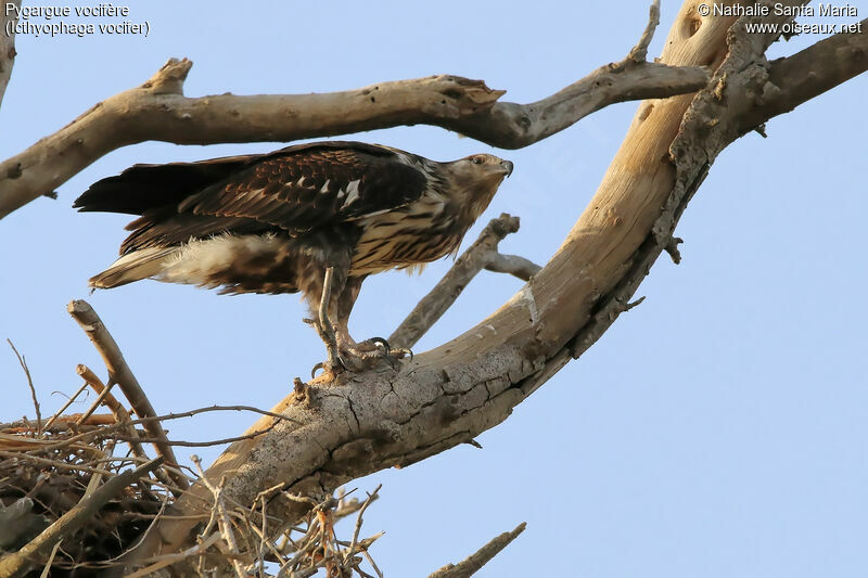 Pygargue vocifèrejuvénile, identification, habitat