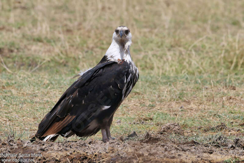 African Fish Eagleimmature, identification