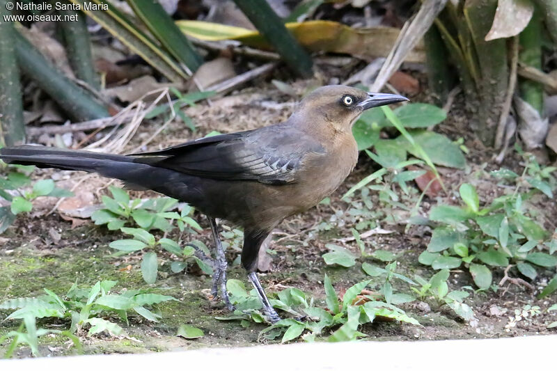 Great-tailed Grackle female adult, identification, walking