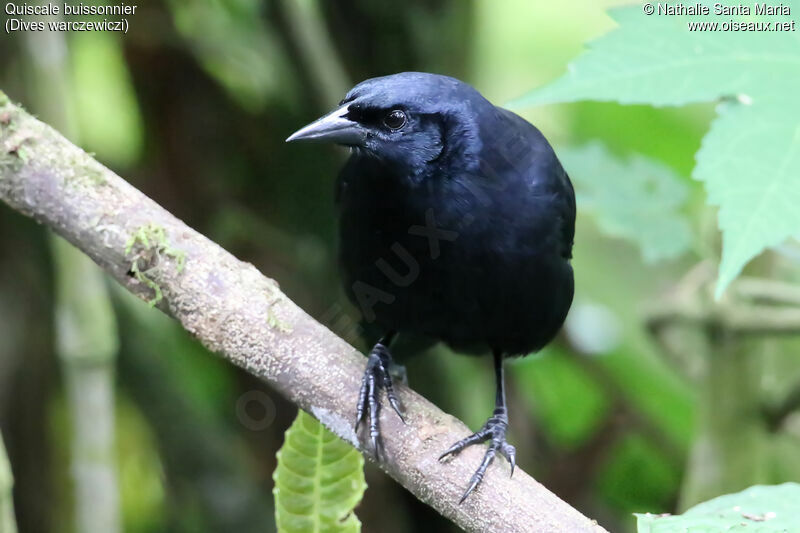 Scrub Blackbirdadult, identification