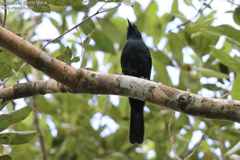 Quiscale chanteuradulte, identification