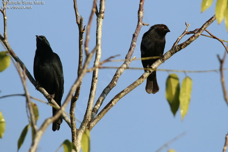 Quiscale chanteuradulte, identification